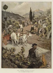 La Stagione della Vendemmia in Italia